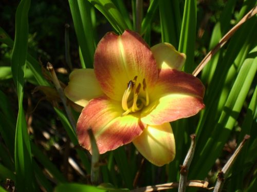 daylily hemerocallis yellow