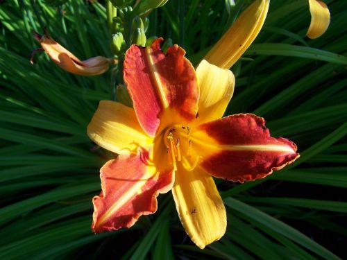 daylily flower garden yellow-orange-red color