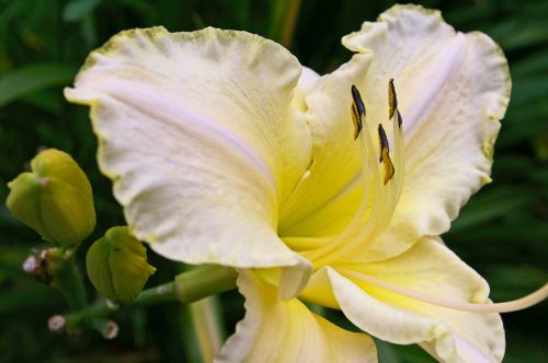 daylily blossom bloom