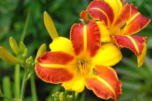 daylily hemerocallis daylily flower