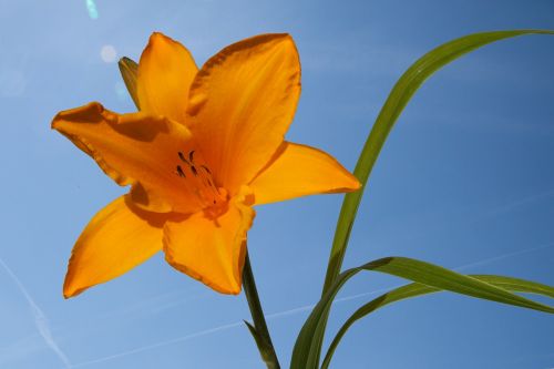 daylily hemerocallis day lily flower