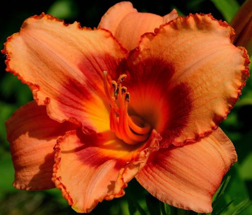 daylily day lily plants orange daylily