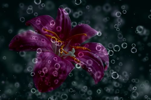 daylily purple drop of water