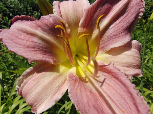 daylily nature hemerocallis daylily