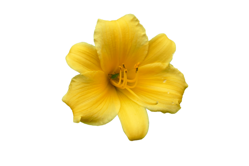 daylily lily blossom