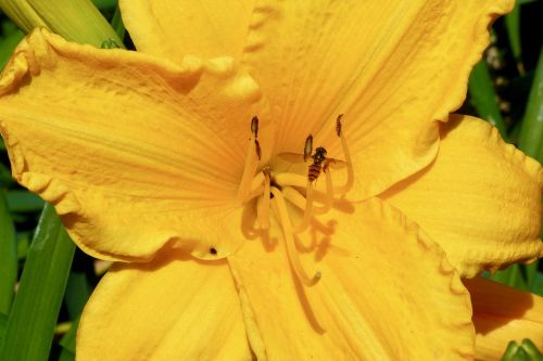daylily flower tiger fly