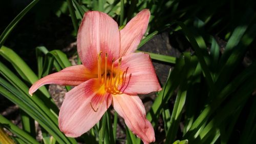 daylily salmon pink in bloom