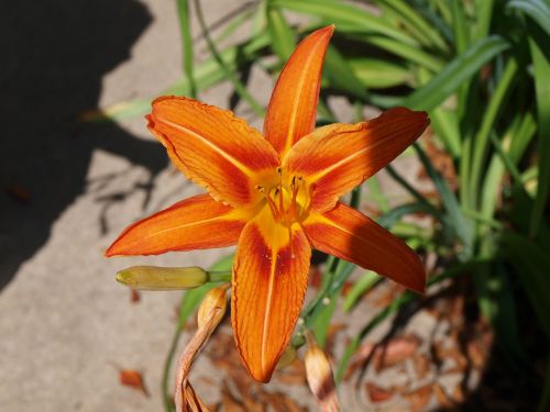 daylily lily flower