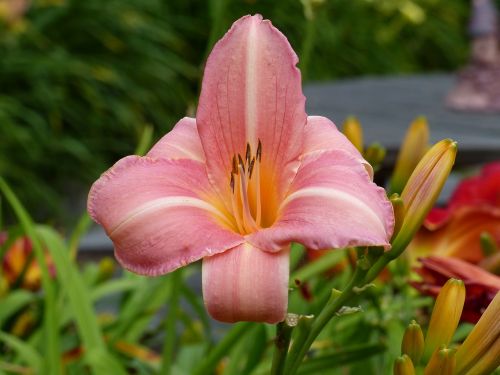 daylily flower plant