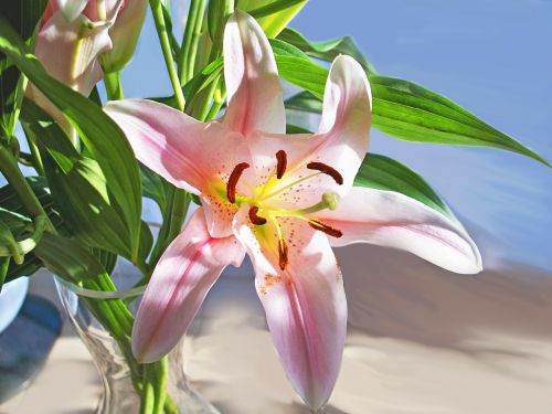 daylily hemerocallis flower