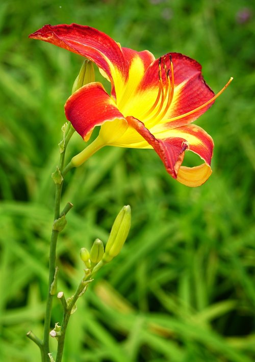 daylily  orange day-lily  nature
