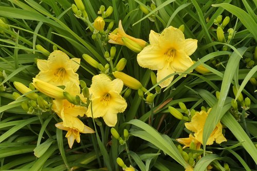 daylily  yellow flower  flowers