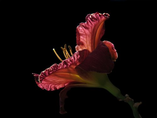 daylily  hemerocallis  purpleicious