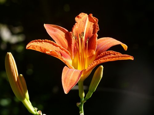 daylily  flower  garden