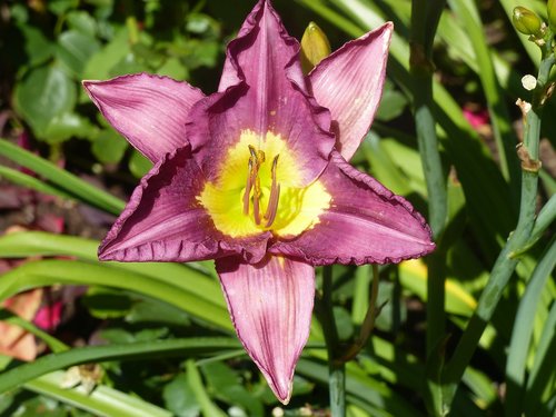 daylily  pink  colors