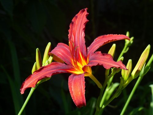 daylily  red  flower