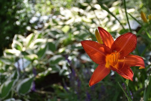 daylily  hemerocallis  orange