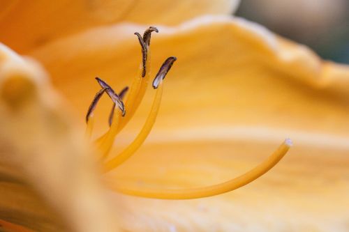 daylily hemerocallis day lily flower