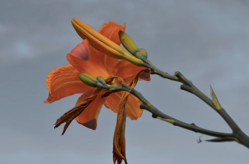 daylily blossom bloom