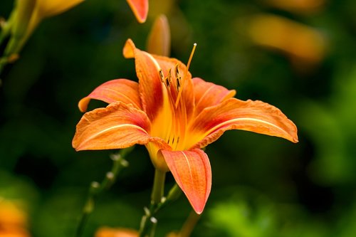 daylily  flower  nature