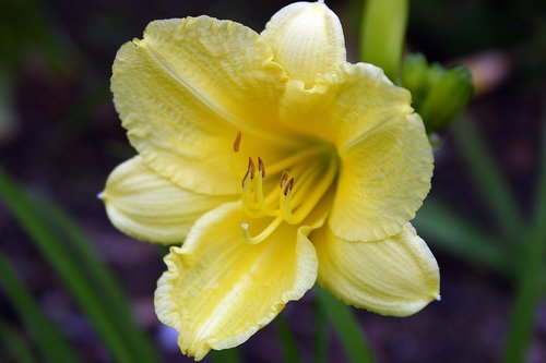 daylily  flower  close up