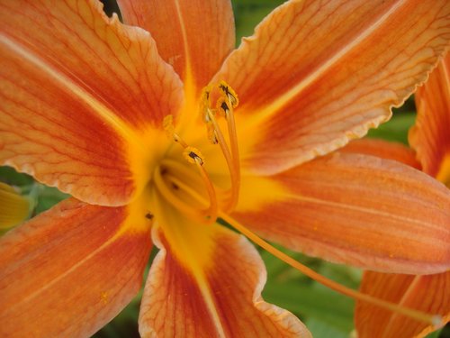 daylily  orange  nature