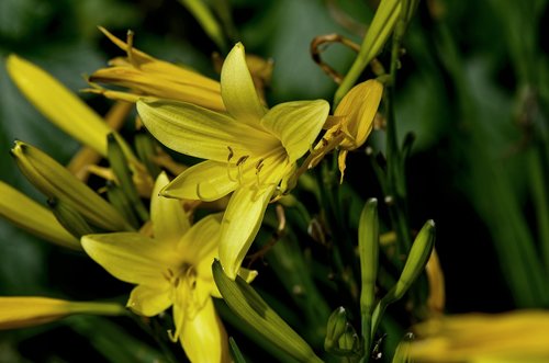 daylily  yellow  garden