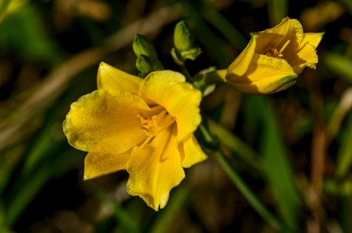 daylily  garden  flower