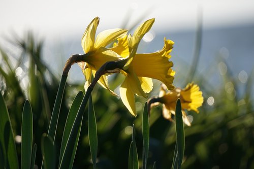 daylily  yellow flower  perennial