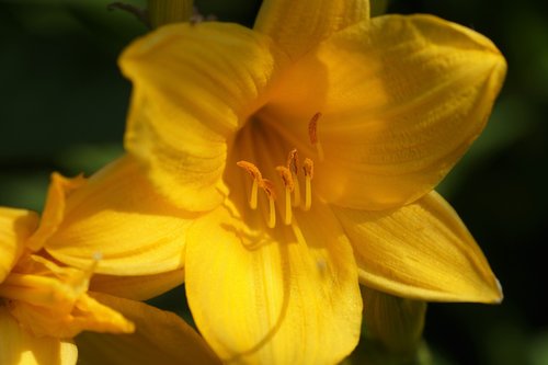 daylily  yellow  flower
