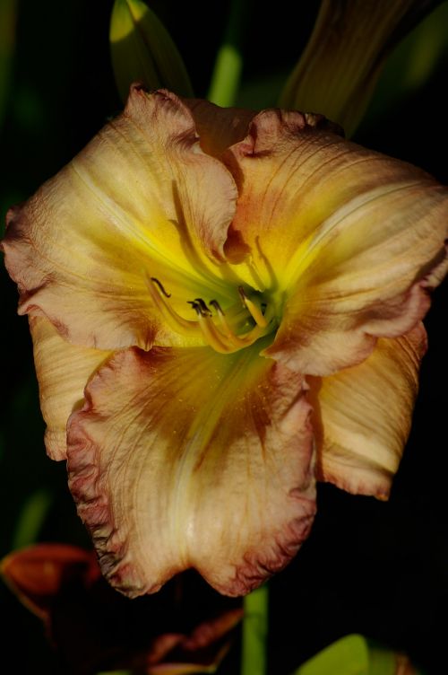 daylily lily flower