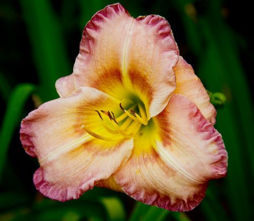 daylily lily flower