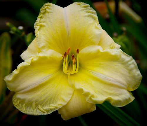 daylily lily flower