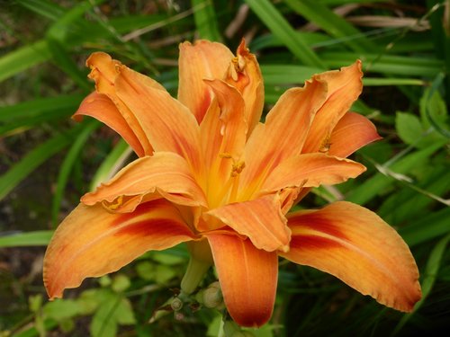 daylily  orange  blossom