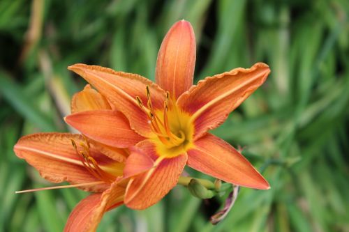 daylily lily orange
