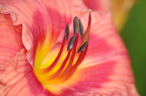 daylily flower macro