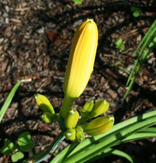 daylily floral plant