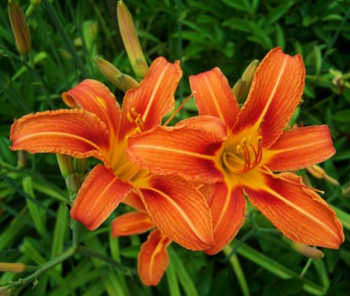 daylily orange-red color flower garden
