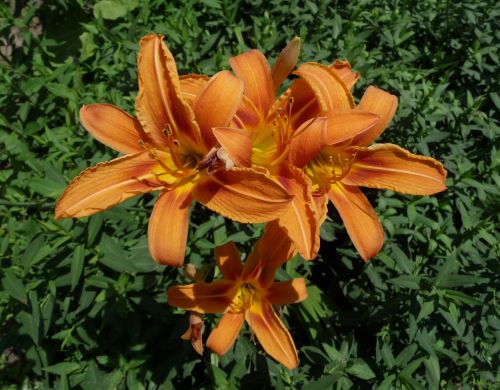 daylily flowers orange