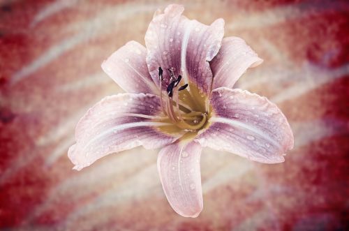 daylily flower plant