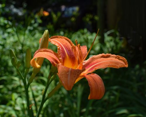 daylily with buds lily bud