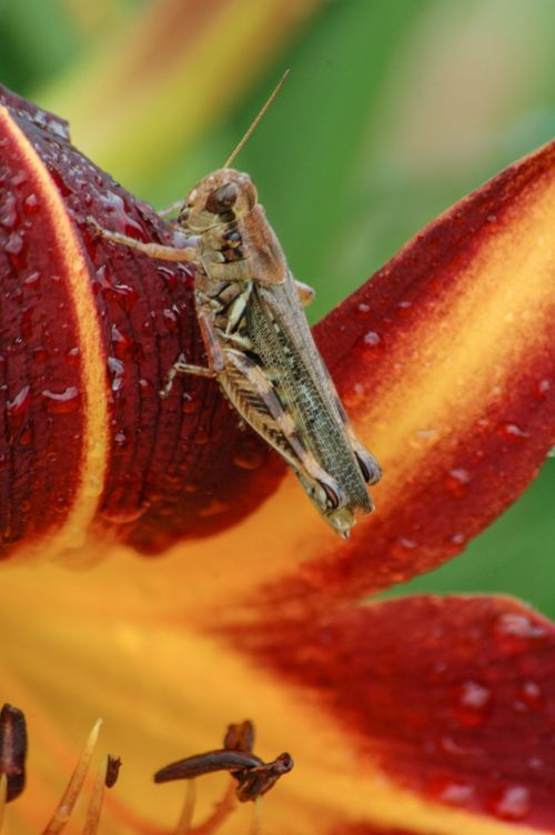 daylily with grasshopper macro grasshopper