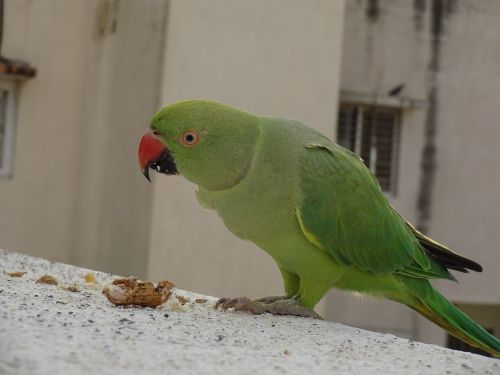 daytime eating parrot