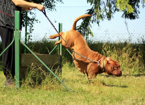 training bordeaux mastiff