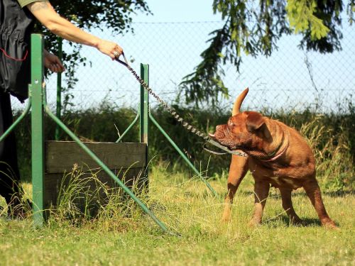 training bordeaux mastiff