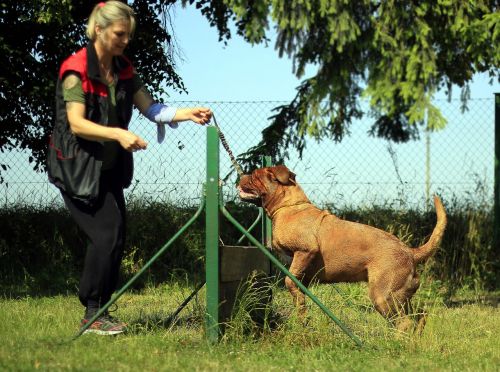 training bordeaux mastiff