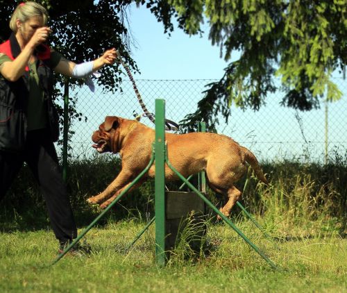 training bordeaux mastiff