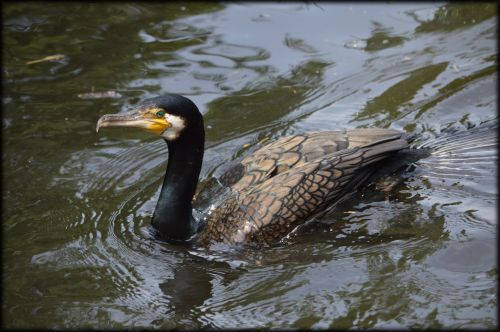 The Cormorant