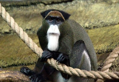 de brazza's monkey marmoset cercopithecus neglectus