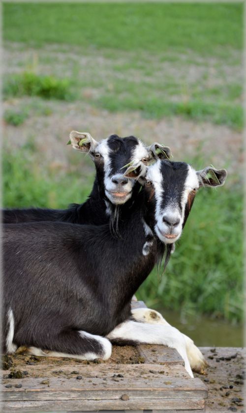 The Goats 01